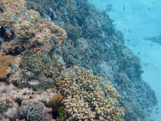 coral reef on the maldives