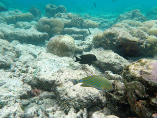 coral reef on the maldives