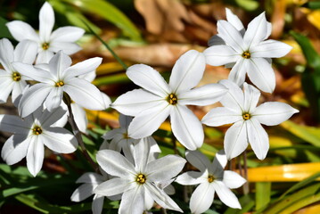 Weiß blühender Dolden-Milchstern im Frühling