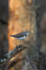 Poised Sandpiper in Forest Light