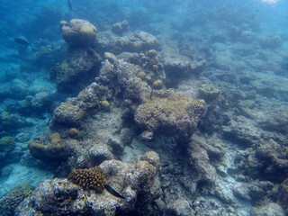 Naklejka premium coral reef on the maldives