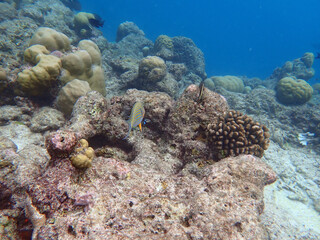 coral reef on the maldives