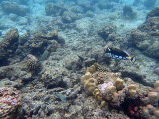 coral reef on the maldives