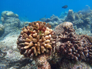 coral reef on the maldives