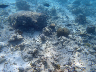 coral reef on the maldives