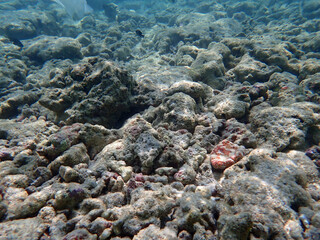 coral reef on the maldives
