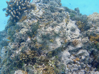 coral reef on the maldives