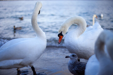 swans on the lake