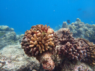 coral reef on the maldives