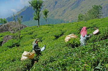 Collection of tea leaves on a plantation in Kerala, India