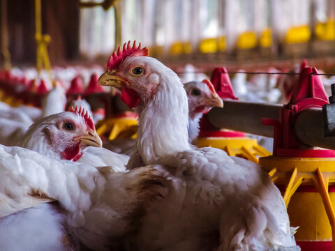Live chickens for meat production feed on poultry farm in Santa Catarina state, south reguion of Brazil