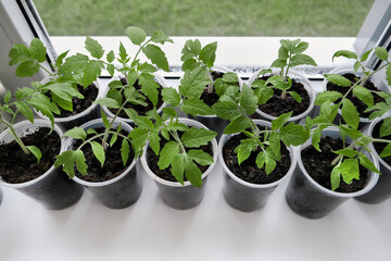 Tomato seedlings growing in plastic containers on a sunny windowsill. Fresh, organic plants symbolizing healthy eating, home gardening, and sustainable lifestyle. Perfect for wellness themes.