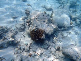 coral reef on the maldives