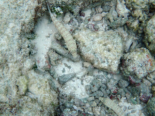 coral reef on the maldives
