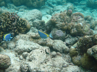 coral reef on the maldives