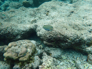 coral reef on the maldives