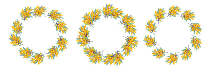 Frame with yellow mimosa flowers. Delicate floral border with blooming mimosa branches, fluffy blossoms and green leaves. Isolated on white background. Vector illustration in flat style. 