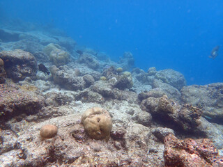 coral reef on the maldives