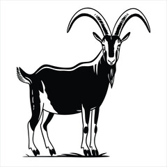 goat on a white