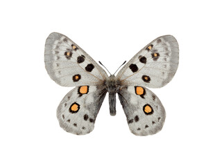 butterfly Parnassius acdestis isolated on white background