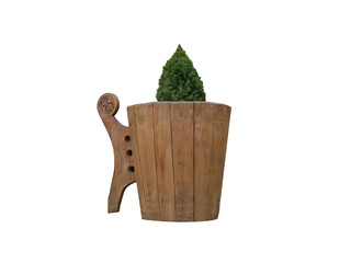 coniferous tree in container isolated on white background