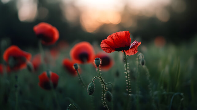 A soft-focus image of wild poppies in a field, their red petals glowing in the late afternoon light, with a background of soft, green grass and a clear sky.