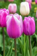 Obraz premium A field of flowers is filled with a mix of pink and white blooms. The pink flowers are clustered together in the foreground, while the white flowers are scattered throughout the background