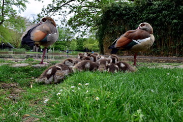 Nilgans-Familie im Stadtgarten in Freiburg