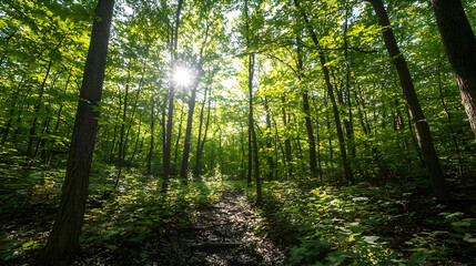 Fototapeta premium Sunlit Forest Path With Lush Green Trees