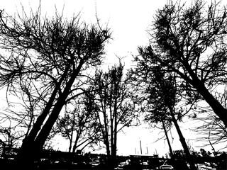 Monochrome silhouette of tree branches. hand drawing. Not AI Vector illustration