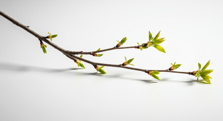 branch with buds