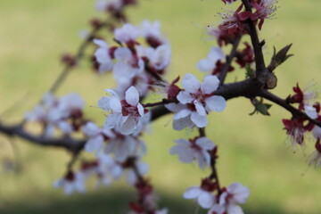 Beautiful cherry blossom branch in full bloom during springtime at a serene park setting