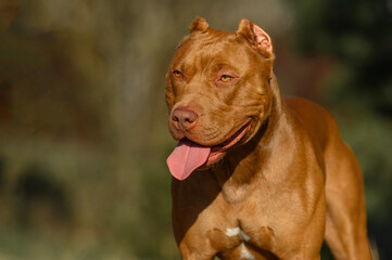 close-up portrait of a Staffordshire Terrier pitbull dog in nature sitting on the road
