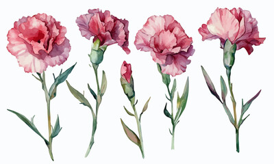 Fototapeta premium Illustration set of carnations painted with watercolors. Pictures of carnations painted with watercolors.