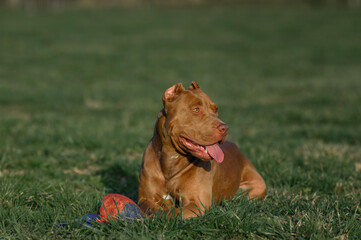 dog staffordshire terrier pitbull outdoors