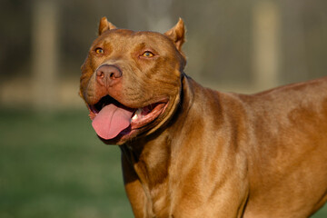 large portrait dog staffordshire terrier pitbull outdoors playing on grass
