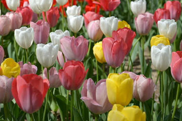 チューリップ　花模様