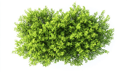 Fototapeta premium Brushstroke of bush isolated on white background