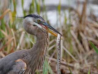 Great Blue Heron with a Fresh Snake Catch 