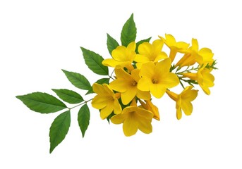 Isolated yellow flowers floral botanical blossom nature art isolated on white background