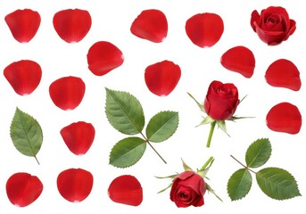 Isolated rose petals and roses for valentine's day design isolated on white background