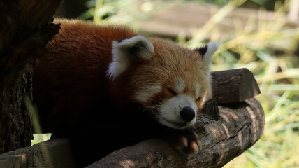 Sleeping Red Panda on a wooden structure in a zoo