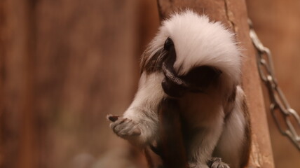 Portrait of a Cotton-top Tamarin in a zoo