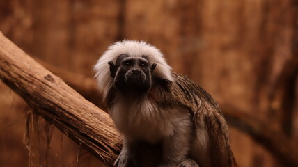 Portrait of a Cotton-top Tamarin in a zoo
