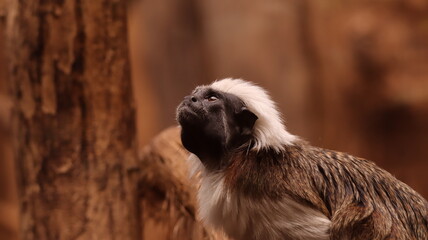 Portrait of a Cotton-top Tamarin in a zoo