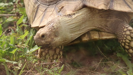 Giant tortoise portrait in a zoo