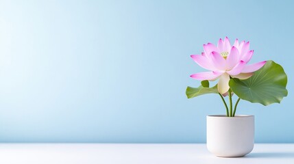 Peaceful lotus flower in a pot