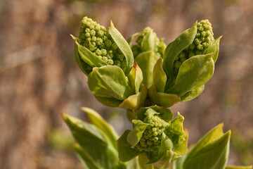 Lilac buds are blooming. Lilac buds (Latin Syringa vulgaris) in the rays of the spring sun. Spring.