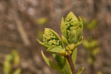Lilac buds are blooming. Lilac buds (Latin Syringa vulgaris) in the rays of the spring sun. Spring.