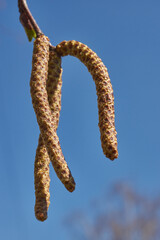 The stamen earrings of the birch bloomed in early spring before the leaves appeared.